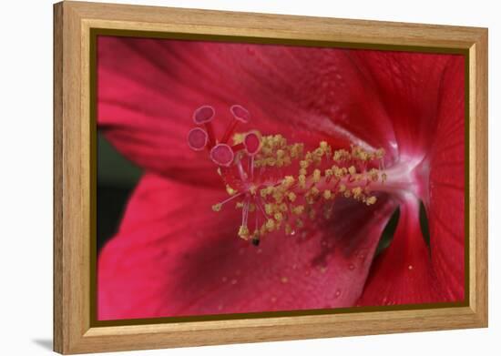 Red Hibiscus Abstract-Anna Miller-Framed Premier Image Canvas