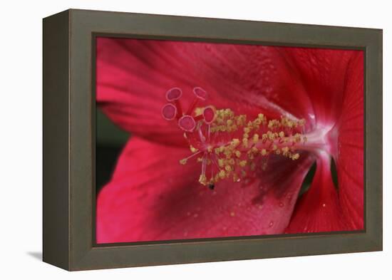 Red Hibiscus Abstract-Anna Miller-Framed Premier Image Canvas