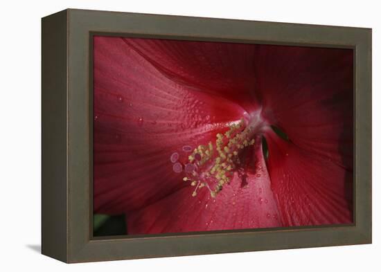 Red Hibiscus Abstract-Anna Miller-Framed Premier Image Canvas