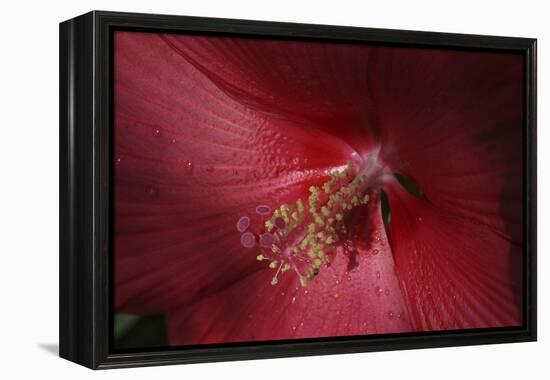 Red Hibiscus Abstract-Anna Miller-Framed Premier Image Canvas