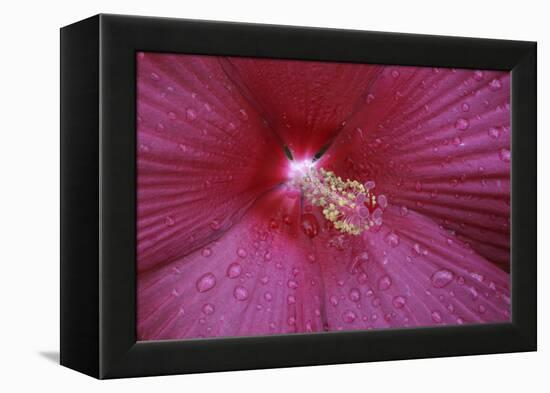 Red Hibiscus Abstract-Anna Miller-Framed Premier Image Canvas