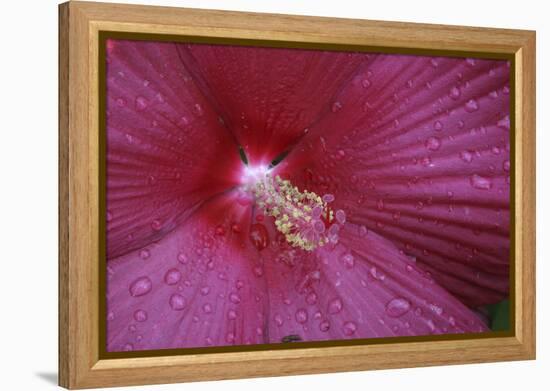 Red Hibiscus Abstract-Anna Miller-Framed Premier Image Canvas