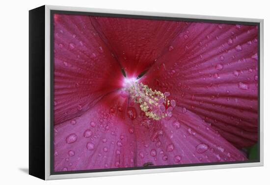 Red Hibiscus Abstract-Anna Miller-Framed Premier Image Canvas