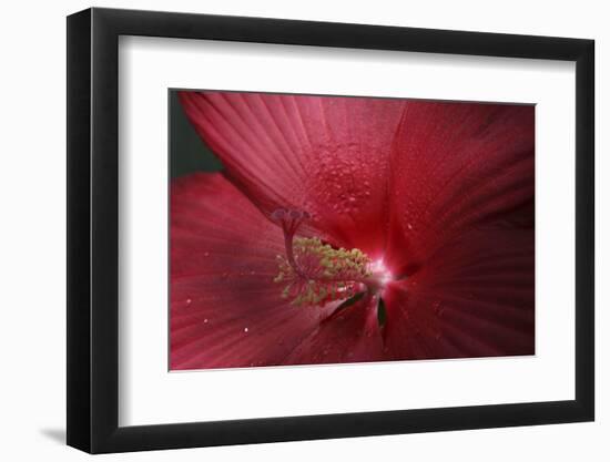 Red Hibiscus Abstract-Anna Miller-Framed Photographic Print