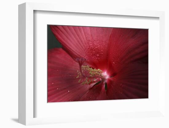 Red Hibiscus Abstract-Anna Miller-Framed Photographic Print