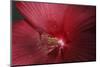 Red Hibiscus Abstract-Anna Miller-Mounted Photographic Print