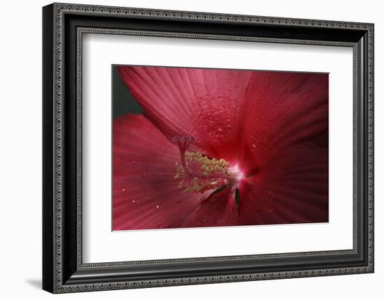 Red Hibiscus Abstract-Anna Miller-Framed Photographic Print