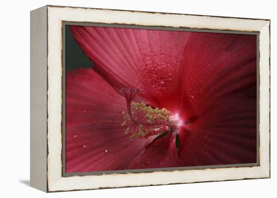 Red Hibiscus Abstract-Anna Miller-Framed Premier Image Canvas