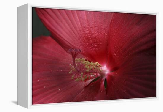 Red Hibiscus Abstract-Anna Miller-Framed Premier Image Canvas