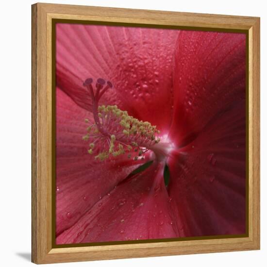 Red Hibiscus Abstract-Anna Miller-Framed Premier Image Canvas