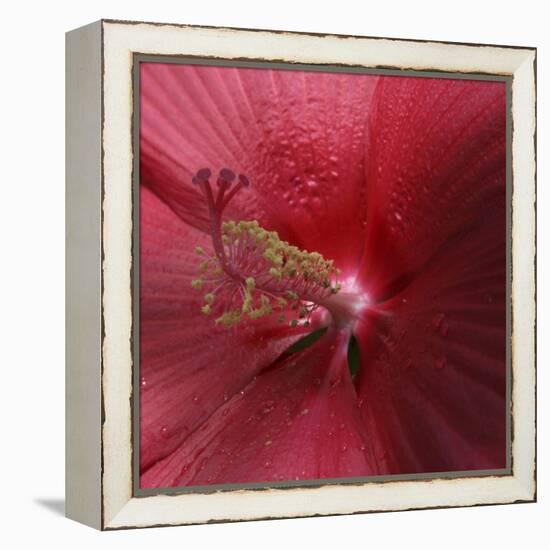 Red Hibiscus Abstract-Anna Miller-Framed Premier Image Canvas