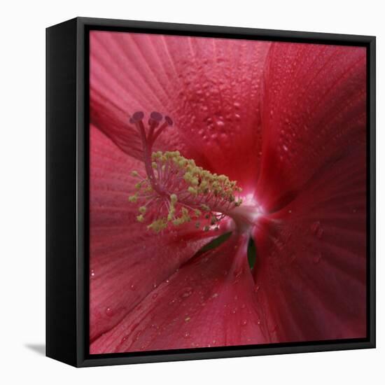 Red Hibiscus Abstract-Anna Miller-Framed Premier Image Canvas