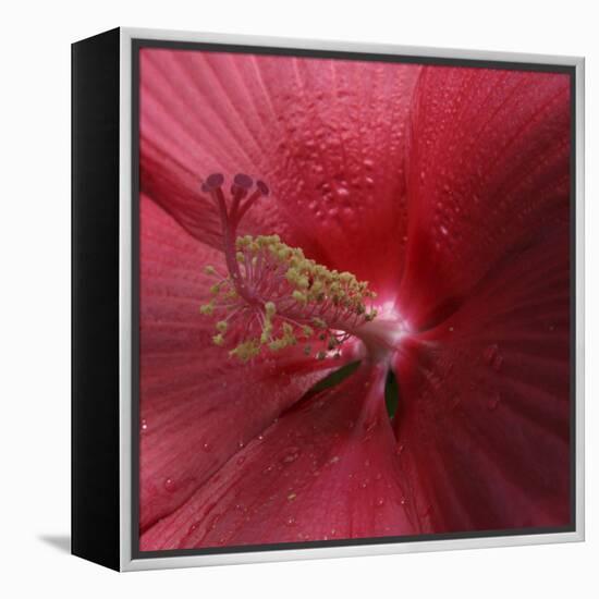 Red Hibiscus Abstract-Anna Miller-Framed Premier Image Canvas