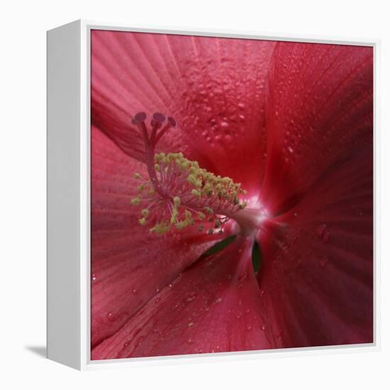 Red Hibiscus Abstract-Anna Miller-Framed Premier Image Canvas