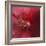 Red Hibiscus Abstract-Anna Miller-Framed Photographic Print