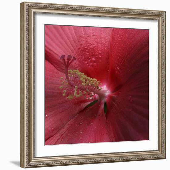 Red Hibiscus Abstract-Anna Miller-Framed Photographic Print