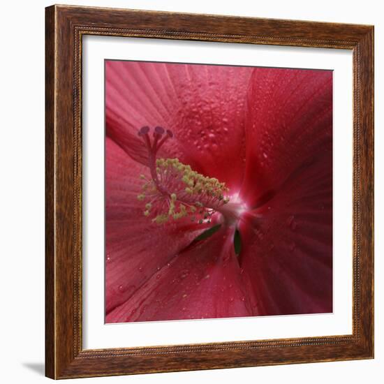 Red Hibiscus Abstract-Anna Miller-Framed Photographic Print