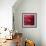 Red Hibiscus Abstract-Anna Miller-Framed Photographic Print displayed on a wall