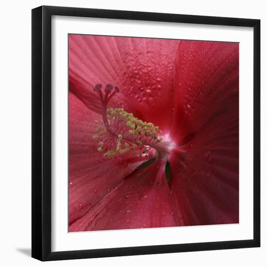 Red Hibiscus Abstract-Anna Miller-Framed Photographic Print