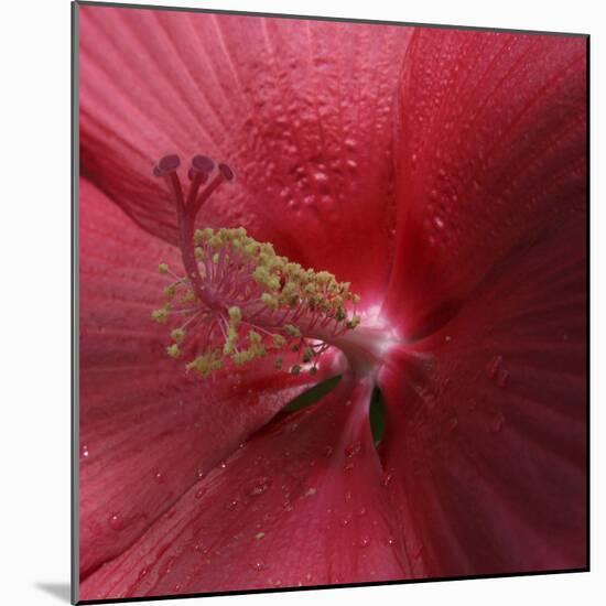 Red Hibiscus Abstract-Anna Miller-Mounted Photographic Print