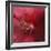 Red Hibiscus Abstract-Anna Miller-Framed Photographic Print