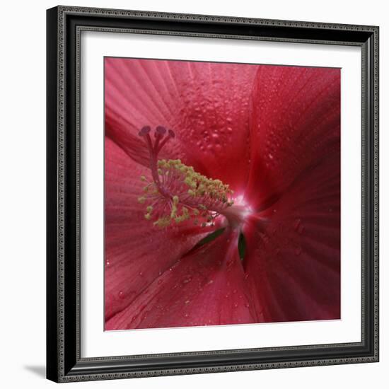 Red Hibiscus Abstract-Anna Miller-Framed Photographic Print