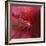 Red Hibiscus Abstract-Anna Miller-Framed Photographic Print