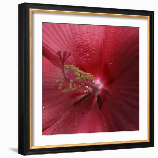 Red Hibiscus Abstract-Anna Miller-Framed Photographic Print