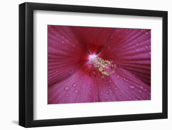 Red Hibiscus Abstract-Anna Miller-Framed Photographic Print