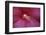 Red Hibiscus Abstract-Anna Miller-Framed Photographic Print