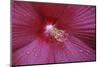 Red Hibiscus Abstract-Anna Miller-Mounted Photographic Print