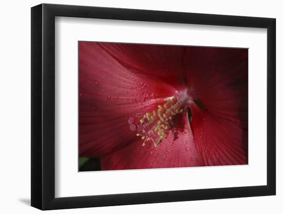 Red Hibiscus Abstract-Anna Miller-Framed Photographic Print