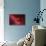 Red Hibiscus Abstract-Anna Miller-Photographic Print displayed on a wall