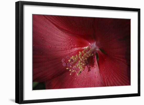 Red Hibiscus Abstract-Anna Miller-Framed Photographic Print