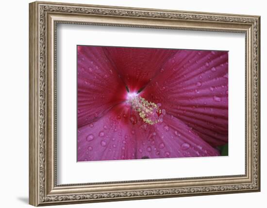 Red Hibiscus Abstract-Anna Miller-Framed Photographic Print