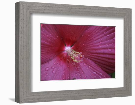 Red Hibiscus Abstract-Anna Miller-Framed Photographic Print