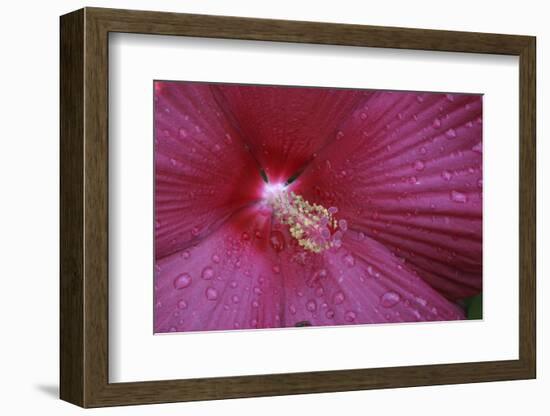 Red Hibiscus Abstract-Anna Miller-Framed Photographic Print