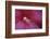 Red Hibiscus Abstract-Anna Miller-Framed Photographic Print