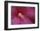 Red Hibiscus Abstract-Anna Miller-Framed Photographic Print