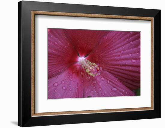 Red Hibiscus Abstract-Anna Miller-Framed Photographic Print