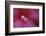 Red Hibiscus Abstract-Anna Miller-Framed Photographic Print