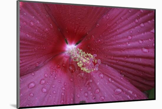 Red Hibiscus Abstract-Anna Miller-Mounted Photographic Print