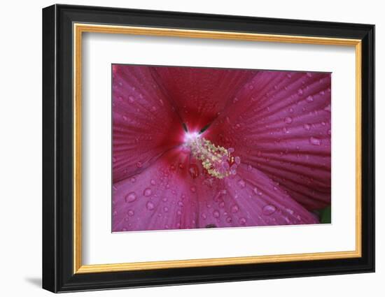 Red Hibiscus Abstract-Anna Miller-Framed Photographic Print