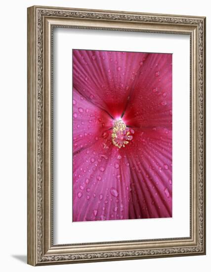 Red Hibiscus Abstract-Anna Miller-Framed Photographic Print