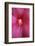 Red Hibiscus Abstract-Anna Miller-Framed Photographic Print