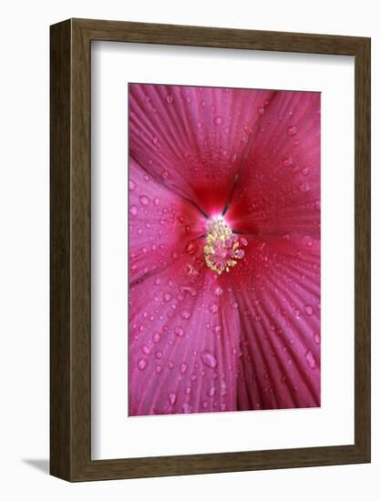 Red Hibiscus Abstract-Anna Miller-Framed Photographic Print