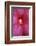 Red Hibiscus Abstract-Anna Miller-Framed Photographic Print