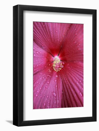 Red Hibiscus Abstract-Anna Miller-Framed Photographic Print