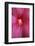 Red Hibiscus Abstract-Anna Miller-Framed Photographic Print