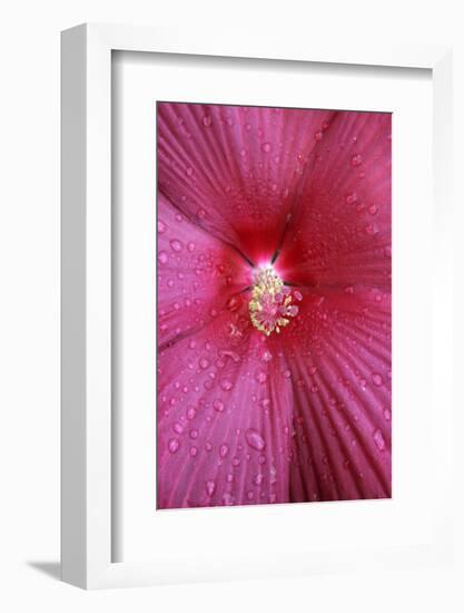 Red Hibiscus Abstract-Anna Miller-Framed Photographic Print